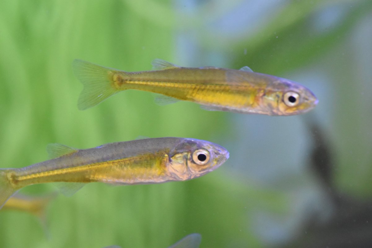 Small_and_Fishy's tweet image. Craterocephalus amniculus (Darling Hardyhead) in breeding colouration. For a few hours each morning in October, the upper Darling River system must shine golden. Get your hardhyhead info here first!

#freshwater #fish #photography #Biology