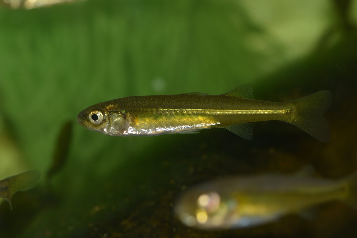 Small_and_Fishy's tweet image. Craterocephalus amniculus (Darling Hardyhead) in breeding colouration. For a few hours each morning in October, the upper Darling River system must shine golden. Get your hardhyhead info here first!

#freshwater #fish #photography #Biology