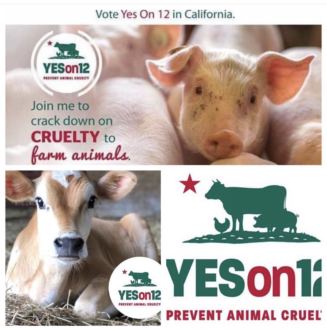 Big day for the country tomorrow, you can also make it a big day for abused farm animals by voting YES on prop 12. 
#yeson12
#animallivesmatter