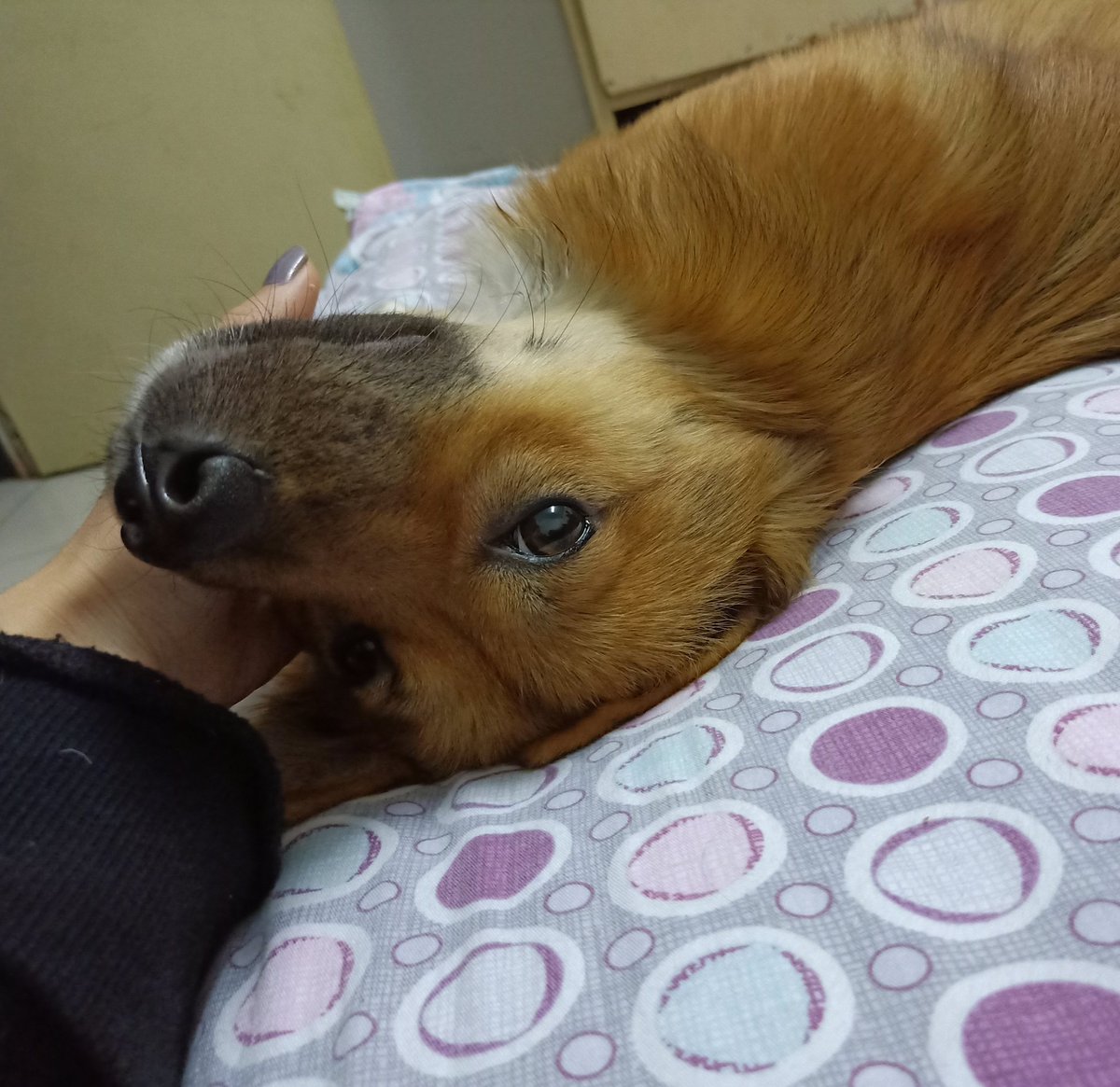 摸摸狗