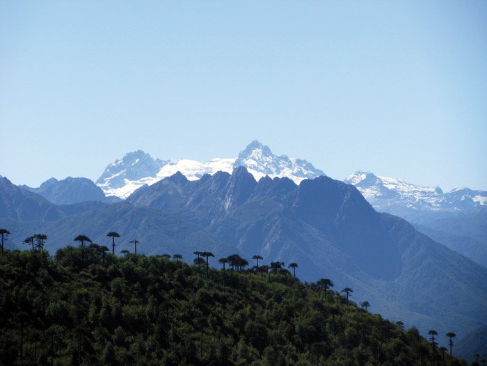 ftoloza's tweet image. #ColoresDeChile ⬇️
👉Reserva Nacional Altos de Pemehue,
Provincia del Biobío; Región del Biobío. 

#ttot #travel #travelbloggers #TravelBlogger #travelphotography