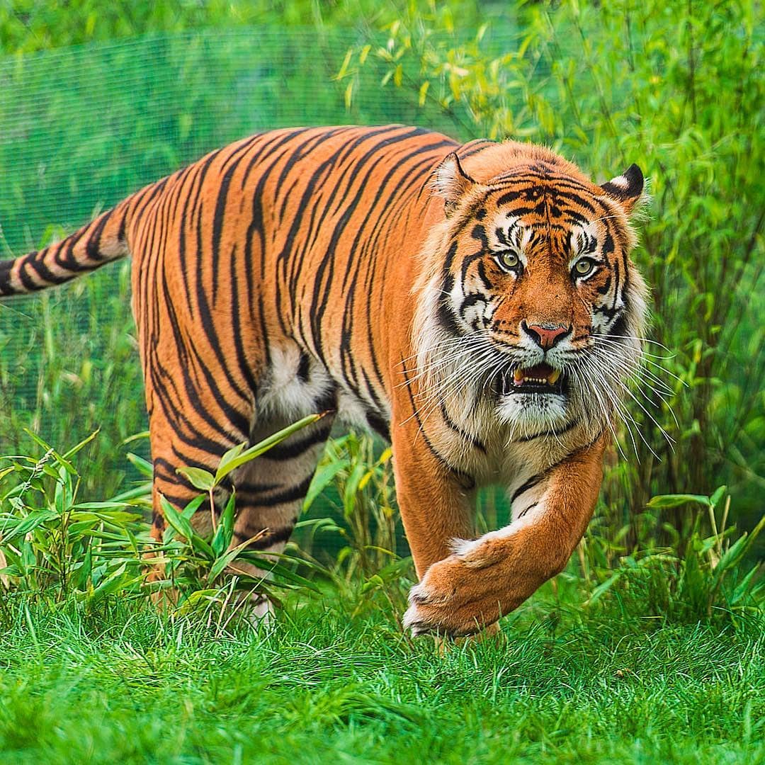 BigCatsWildlife's tweet photo. Beautiful #Tiger 😍 the largest of all #bigcats weighing around 660lbs. #Conservationstatus is #endangered with around 3900 #
Tigers left in the wild today. #China #russia #india #bangladesh #Bhutan #Cambodia #Indonesia #sumatra #laos #malaysia #myanmar #nepal #thailand #Vietnam https://t.co/hzXfjzMQR7