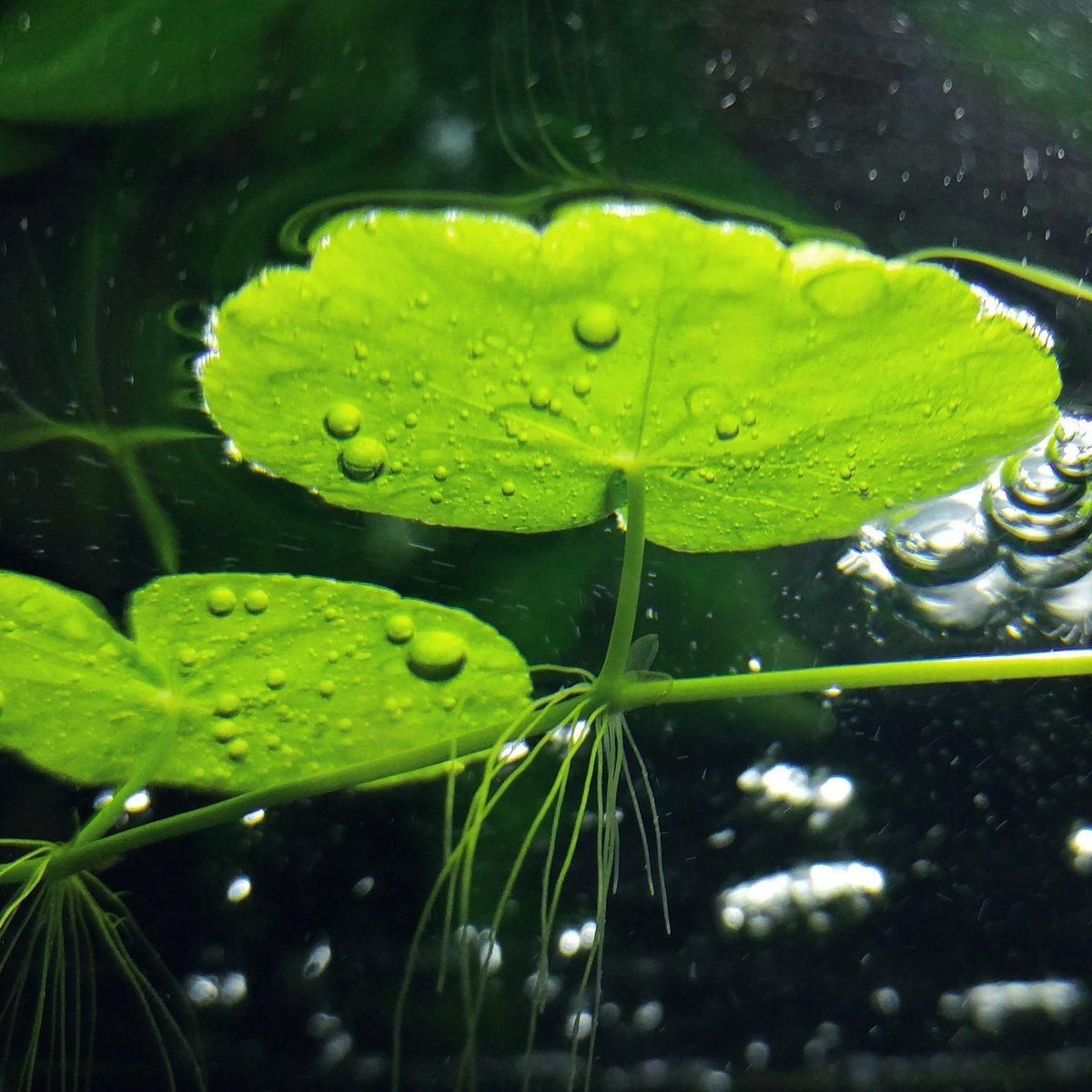 ヨロズナ 萬名 游鯏 泡あつめ アマゾンチドメグサ 水草 水槽 アクアリウム Aquarium Waterplants 植物 Plants Brazilianpennywort Waterpennywort Hydrocotyleleucocephala 葉 Leaf 緑色 黄緑色 Green Yellowgreen Color 水中 気泡