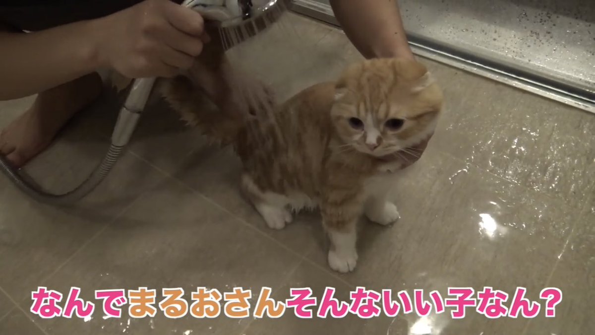 まるおbot 魂が抜けてたからだにゃ