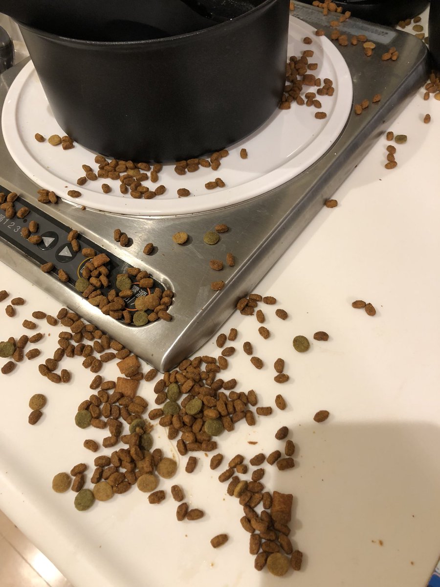 絶対死なないマン On Twitter ペット生活1日目 楽しく過ごしてます