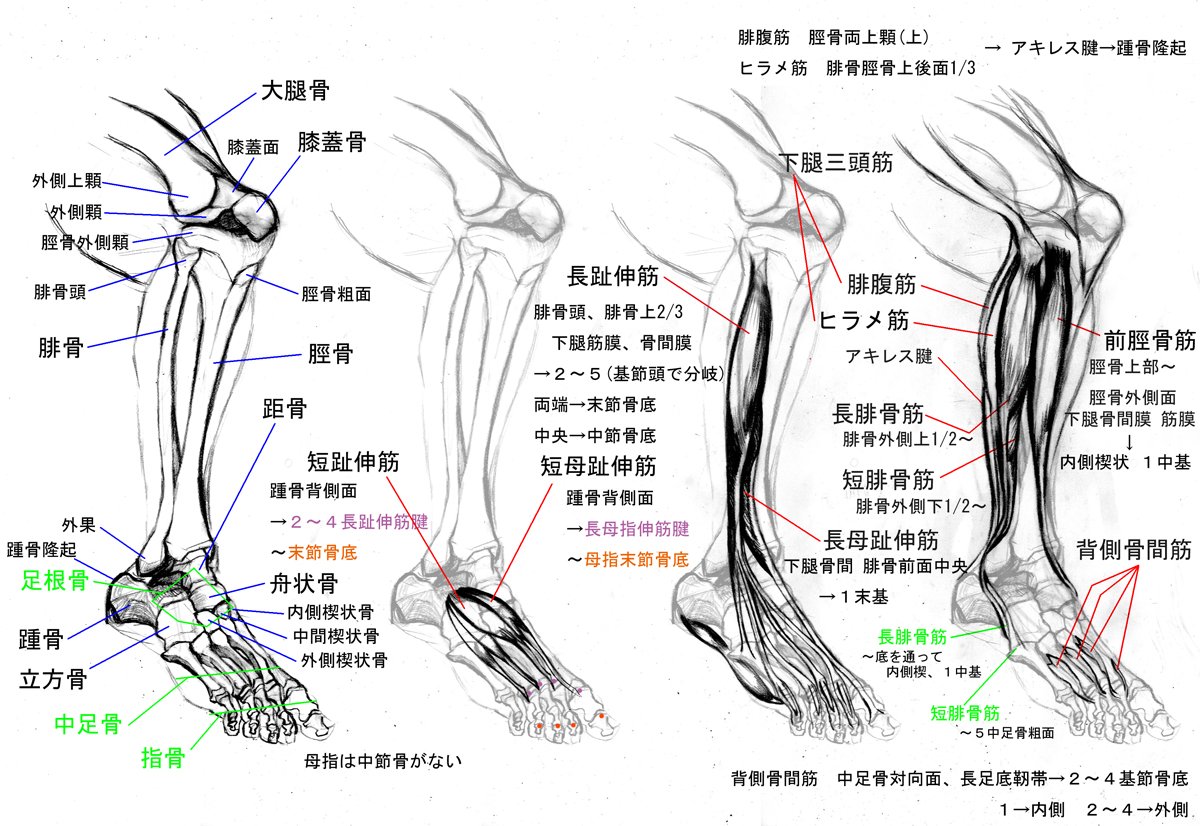 Masataka Auf Twitter 足の骨と筋肉 下腿 足 筋肉 骨 足 イラスト 糸会 創作の輪 オリジナルイラスト イラスト好きな人と繋がりたい