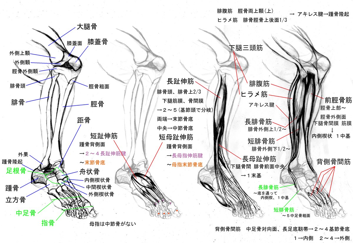 Masataka 足の骨と筋肉 下腿 足 筋肉 骨 足 イラスト 糸会 創作の輪 オリジナルイラスト イラスト好きな人と繋がりたい T Co Gh6lvjuuwq Twitter