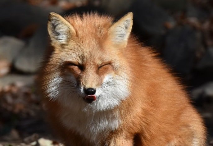こんな時だからこそ笑顔が一番！！ そんなわけで、笑顔のきつねさんを
