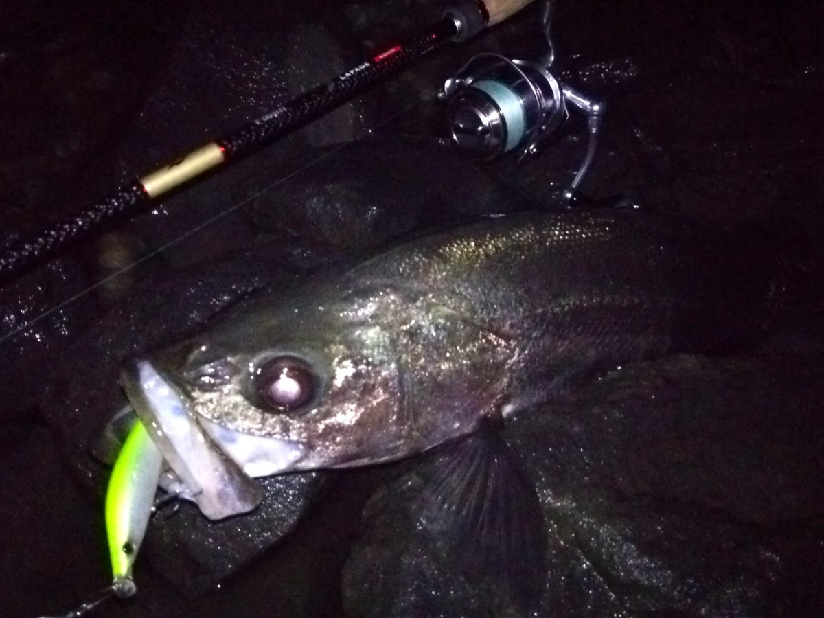 アバニシーバスpeスーパーセンシティブls8