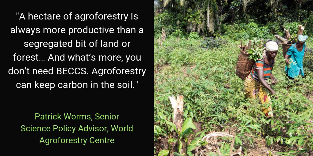 CLARA_Alliance's tweet image. Agroforestry is a pre-existing natural solution to not only tackle #climatechange through carbon sequestration, but also to address poverty, access to food, and the ecological degradation caused by unsustainable land management, says @pworms from @ICRAF. #MissingPathways