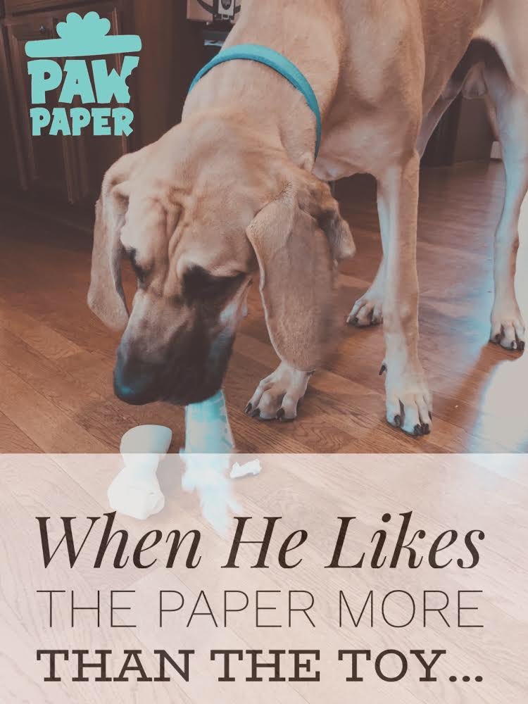 Can Dogs Eat Wrapping Paper