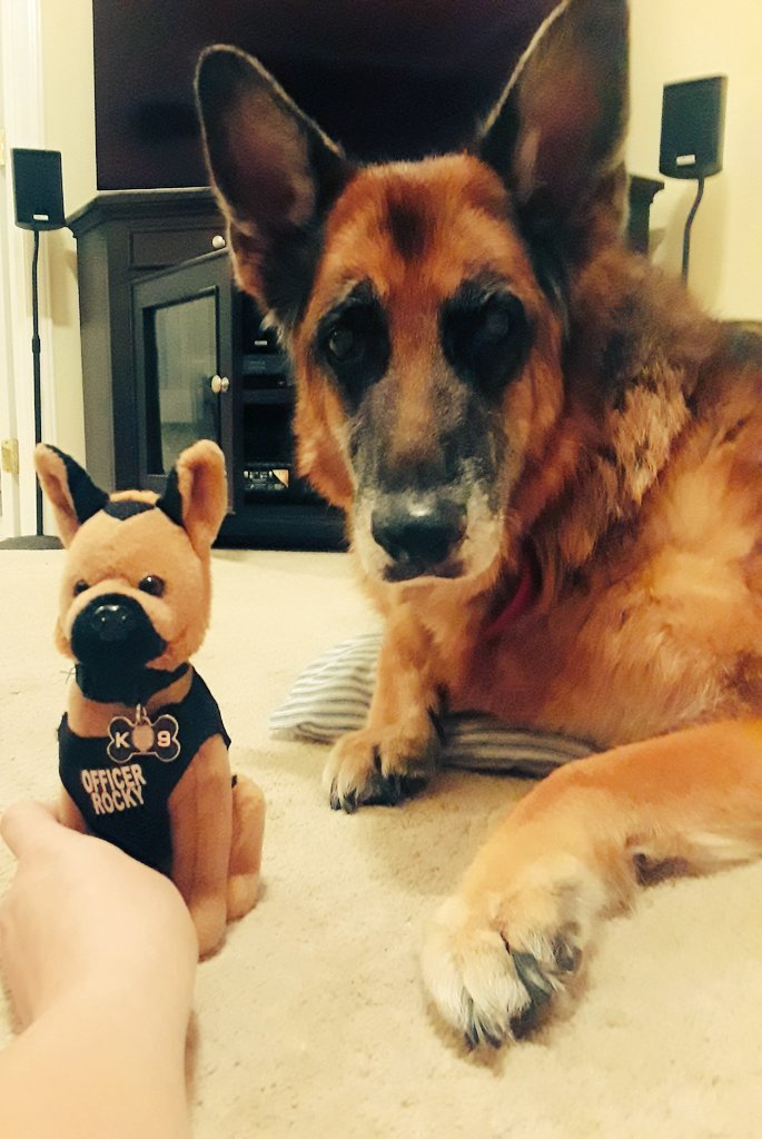 We LOVED tumbling with Rocky at gymnastics tonight.  Then we introduced him to OUR German Shepherd, Bella!🐶🤸‍♀️😊 @APBias1 @Baucom_PhysEd  <a href="/PrincipalBrian/">Brian Saunders</a> <a href="/ApexPolice/">Apex Police Department</a>