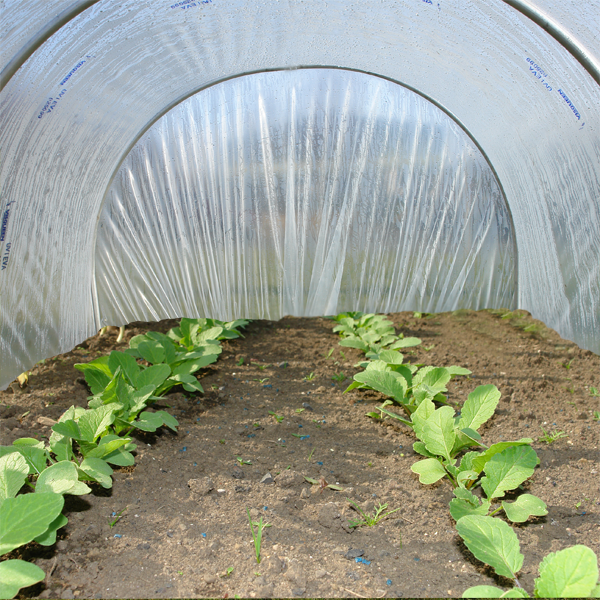 NPolytunnels's tweet image. #Cloches function in the same way as greenhouses and polytunnels but on a miniature scale. Unlike #coldframes and mini-greenhouses they are easy to move around. Prices start at £71.82 for a pack of 50 hoops, film starts at at £0.84 per metre.  Call 01282 873 120 for more details.