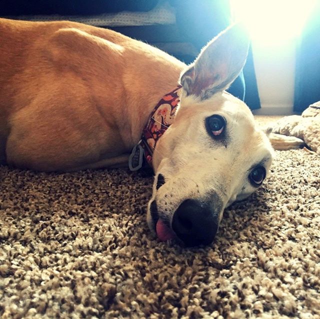 American Greyhound tweet media