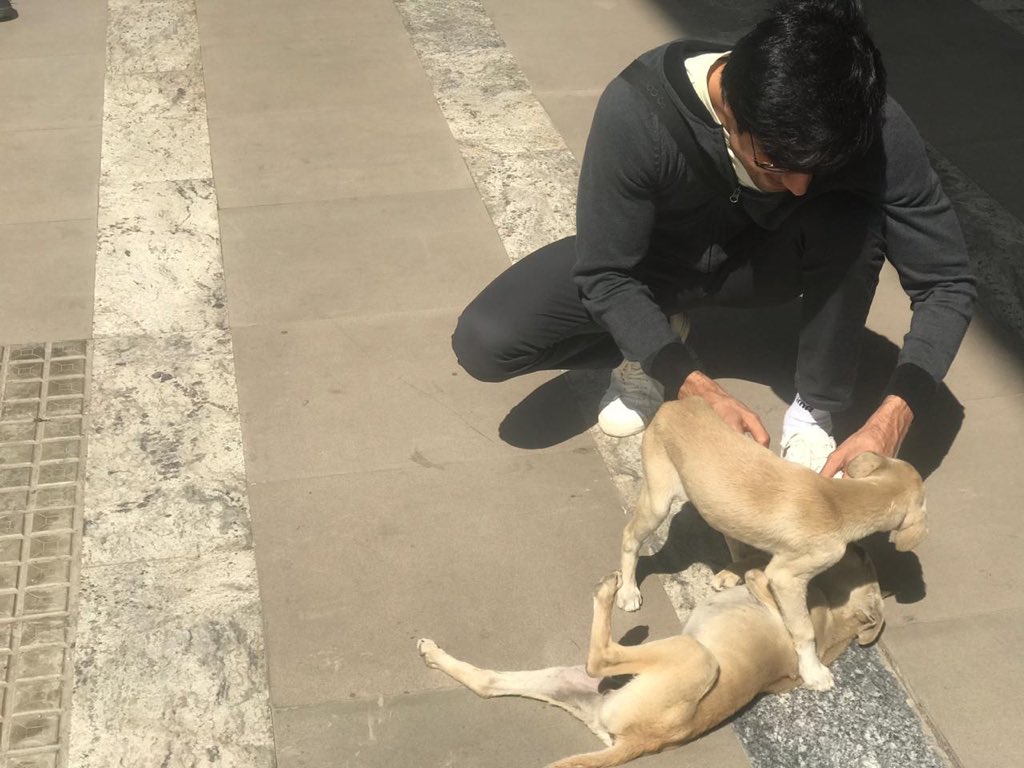 ChopdaHarshad's tweet image. Dogs have 7 times more hearing than humans and no fingers to shut their ears. This Diwali be considerate to man&apos;s best friend. #HappyDeepavali