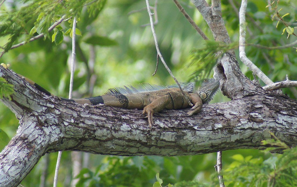 HighPoinTravel's tweet photo. N A TU R E 
Travel to Tropical Belize and Just Relax!
#nature #travel https://t.co/8cXPEec0dF