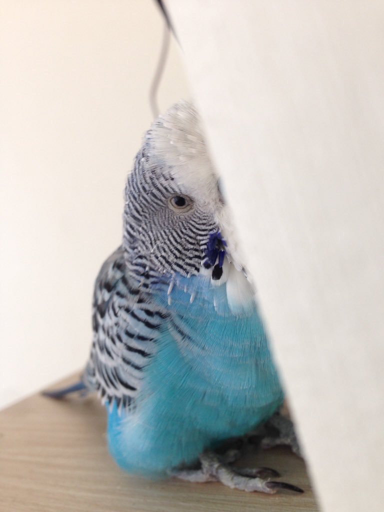 Testyment's tweet image. Worst day of my life. I got this little guy when I was only 8 years old and now lost him at 22. I don&apos;t even know what to say honestly, it&apos;s just not gonna be same without Koki. 

RIP my beautiful boy 💙