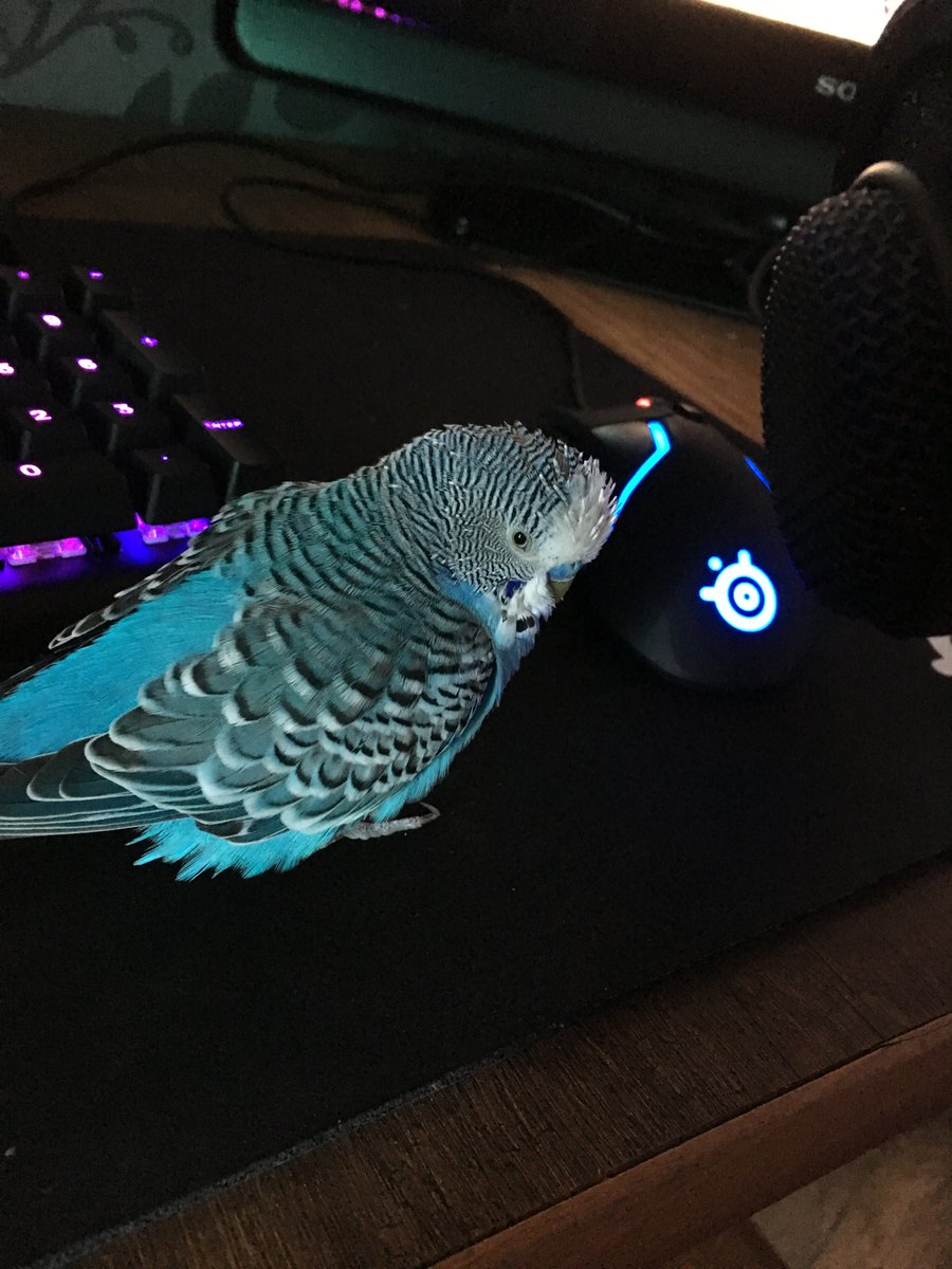 Testyment's tweet image. Worst day of my life. I got this little guy when I was only 8 years old and now lost him at 22. I don&apos;t even know what to say honestly, it&apos;s just not gonna be same without Koki. 

RIP my beautiful boy 💙