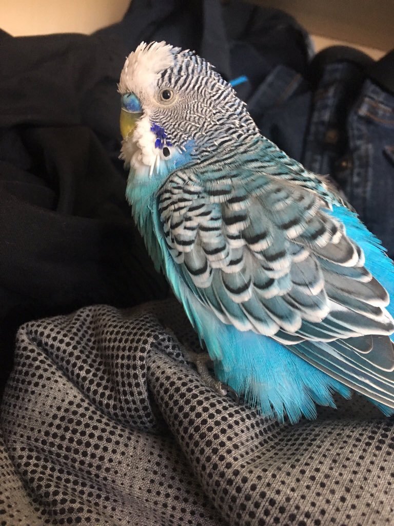 Testyment's tweet image. Worst day of my life. I got this little guy when I was only 8 years old and now lost him at 22. I don&apos;t even know what to say honestly, it&apos;s just not gonna be same without Koki. 

RIP my beautiful boy 💙