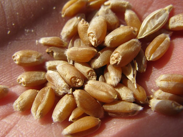 CIMMYT's tweet photo. What really determines if farmers and food systems are 'seed secure'?

https://t.co/rfBxHSm6JI #seeds #cimmyt @NMBU #biodiversity https://t.co/V0WzRQu9fT