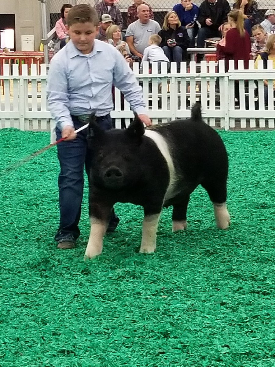 ArgilliteT's tweet photo. Argillite is very proud of Phoenix Stacy for recently competing in the North American International Livestock Exposition in Louisville, KY. Phoenix competed in the areas of showmanship and market class with his market hog Percille. Great job!#ArgillitePride #GCMusketeerWay https://t.co/uuiQs89Ktm