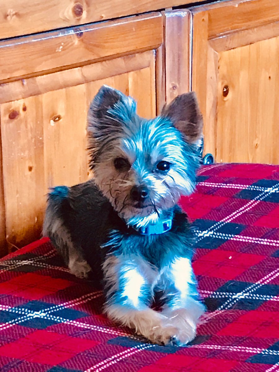 ScottCharton's tweet photo. Please VOTE #YesOnD so my Papa Scott will have good safe roads to take me for Big Car Rides! ⁦@safermocom⁩ https://t.co/fNoBBR70Cq