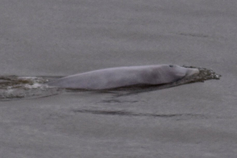 GrahamTassell's tweet image. Benny has returned to Gravesend down by the Chatham Dover Pier