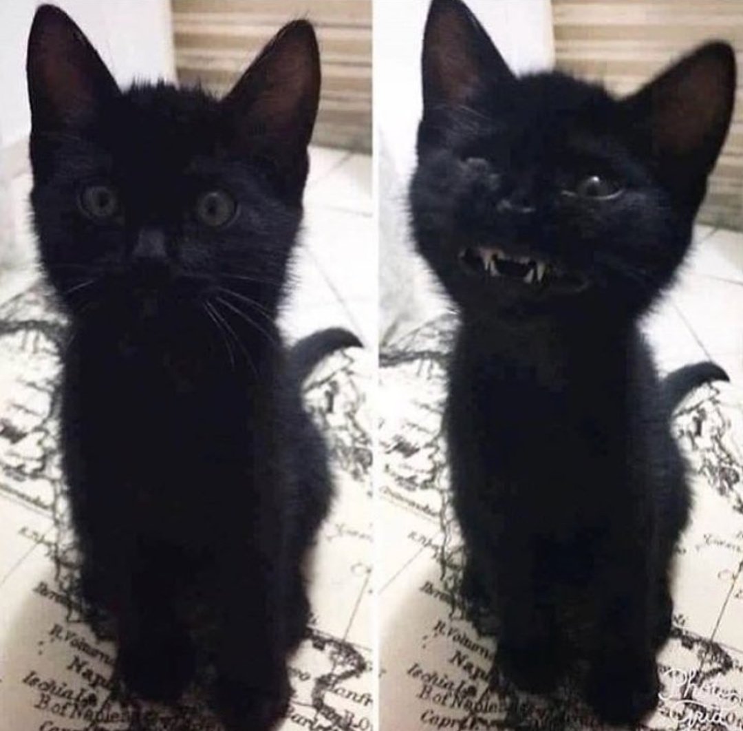 Me: Salem, sonríe.

Also Salem: