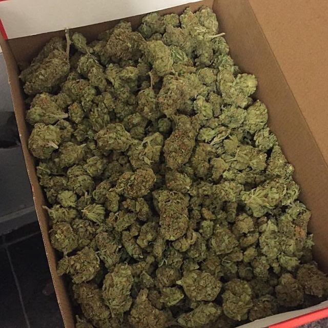 Buds