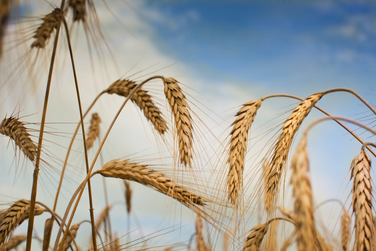 Great vodka starts with great soil. Tambov, Russia's signature fertile black soil imparts a distinguishably complex taste to every batch of elit Vodka.