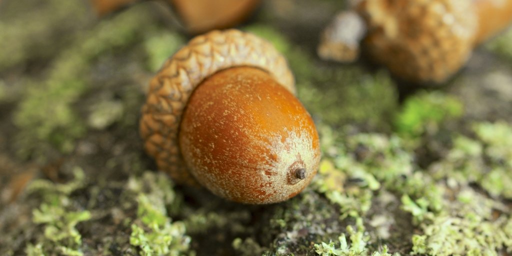 The Kennel Club on Twitter "Keep dogs away from acorns this Autumn! 🍁