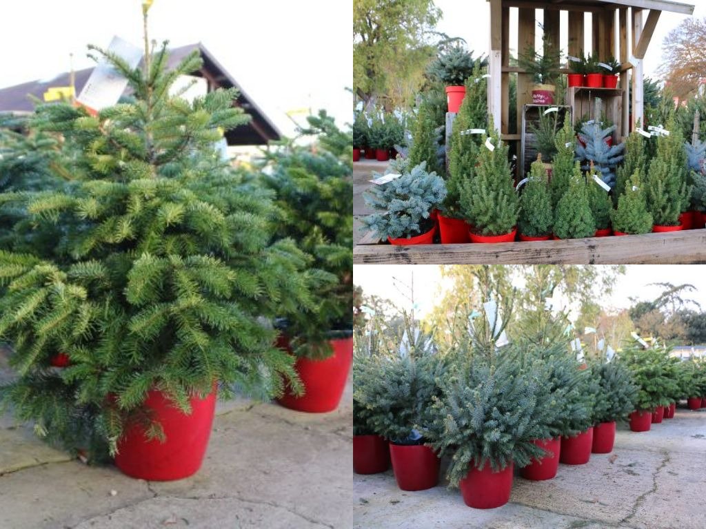 Notcuttsuk's tweet photo. Our potted Christmas trees have arrived in all our Garden Centres. They come in various shapes and sizes and are already looking festive! #NotcuttsUK #MakeChristmasMagical #FestiveCheer https://t.co/3vSXzd0cn6
