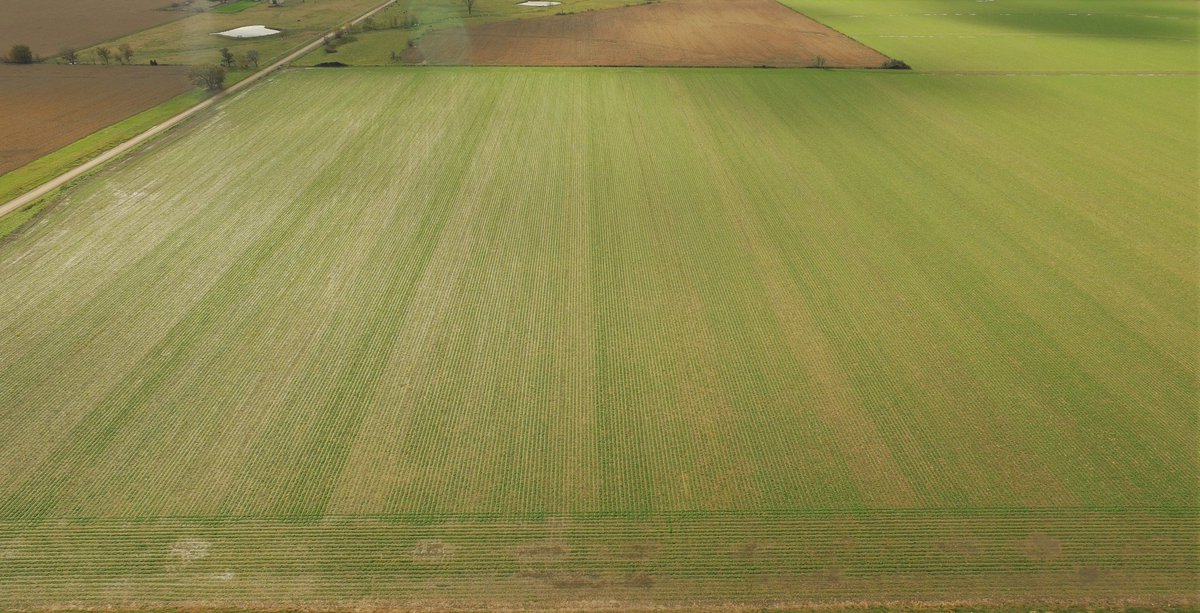 OkiefarmerBrent's tweet image. Great start for one of my winter #canola tests this year. This is 3 varieties x 3 planting pops (150k / 235k / 315k sd per ac) x 4 replications (each 30' wide x field length)