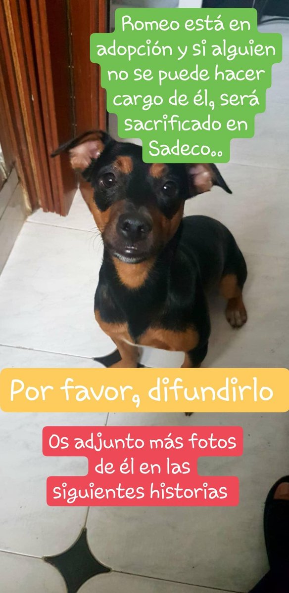 El Gamito tweet media