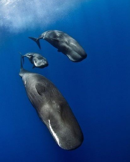 Celebration time 🎉
We are looking back on one of the biggest years for #marine conservation at our Annual General Meeting. 

Anyone can follow tonight's stories with #MCSBIGNIGHTOUT