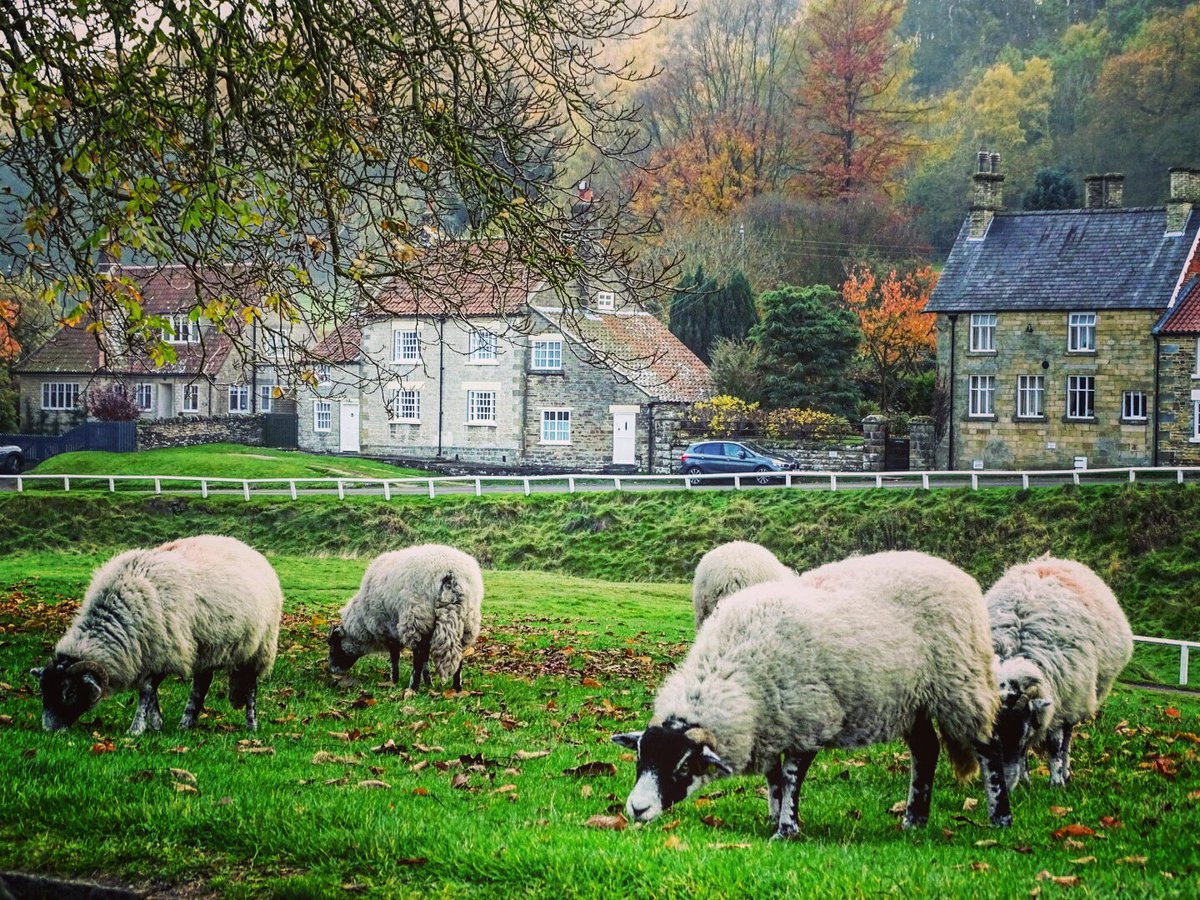 #sheep #ewes #villagelife #huttonlehole #northyorkshiremoors #northyorkshire #moors #keepexploring #staycurious #photography