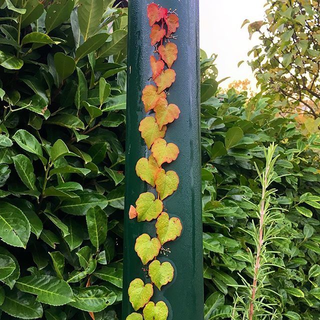 #grenoble #igersgrenoble #igersnature #naturelover #nature #lierre #ivy #gre38 #automne #autumn #morning #colours #autumncolours #plante #isere #iseretourisme #mygrenoble #pictureoftheday #instagood #instadaily #instagram #plants #instanature #auvergnerh… ift.tt/2D6eo4Y