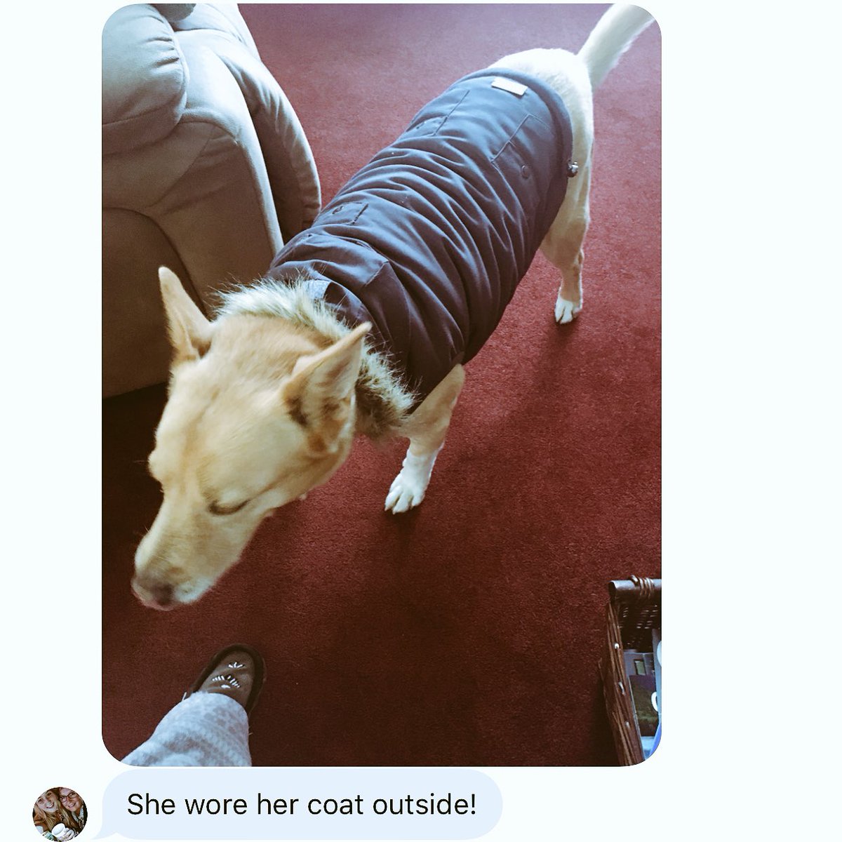 hollybear5's tweet photo. Uhh I miss my doggo 😩 but at least she’s keeping warm 💕 #myheart https://t.co/8fn61p9Z7e