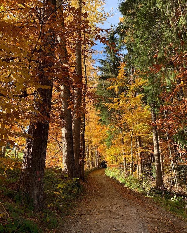 fernwehblues's tweet photo. Spaziergang auf dem Taubenberg bei Warngau bei 18grad am 06.11.2018 ⛰☀️🍁🍃🍂
#bayern #goldenerherbst #nofilter #warngau #taubenberg #bavaria #hiking #wandern #vielzuwarmfürdiesezeit #indiansummer https://t.co/vUUTJCdGbN https://t.co/GAbER6kzJn