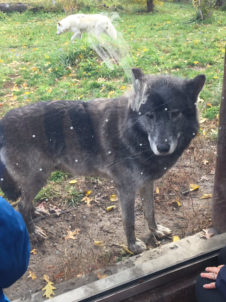 jsewell02's tweet photo. Lake Fenton Kids Klub had a great day at the zoo despite a little rain. #lflead #lfchildcare https://t.co/JV0FuUjlG8