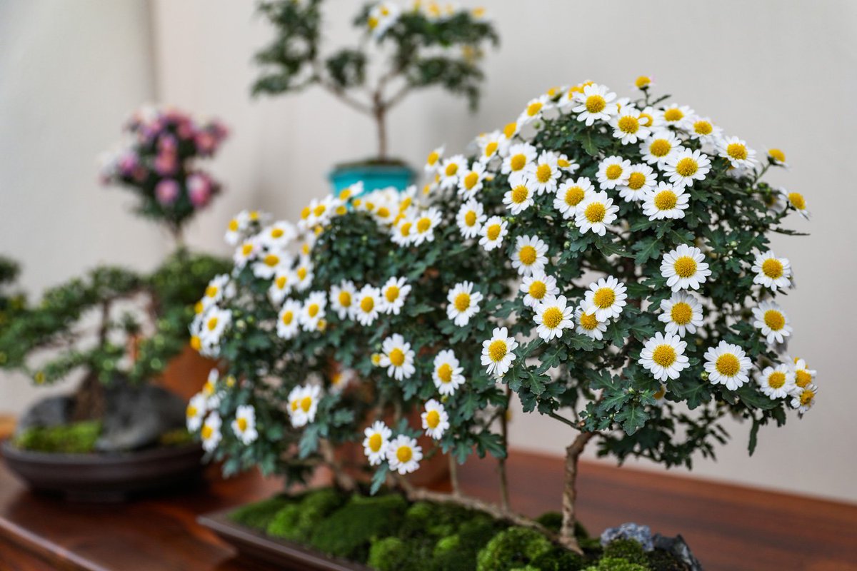 longwoodgardens's tweet photo. “I love all things daisy. Daisies have been my favorite flower since I was a kid... So I love Chrysanthemum x morifolium ‘Chidori’ with its tiny white flowers that exemplify everything that makes daisies special to me—in miniature form.” –Emily Salmons, Horticulturist https://t.co/T8U7hF2qQ9