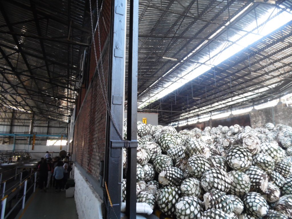 Conoce lo mejor de la #RutadelTequila #tequilapueblomagico #JaliscoEsMexico #Tequila #ToursxTequila <a href="/JaliscoEsMexico/">Jalisco Es México</a> @consultoreshote <a href="/stereotrotamund/">erick larios</a> <a href="/marconociendo/">Marconociendo el mundo</a> <a href="/CRTequila/">C.R. Tequila</a> <a href="/rutadeltequila/">Ruta Del Tequila</a>