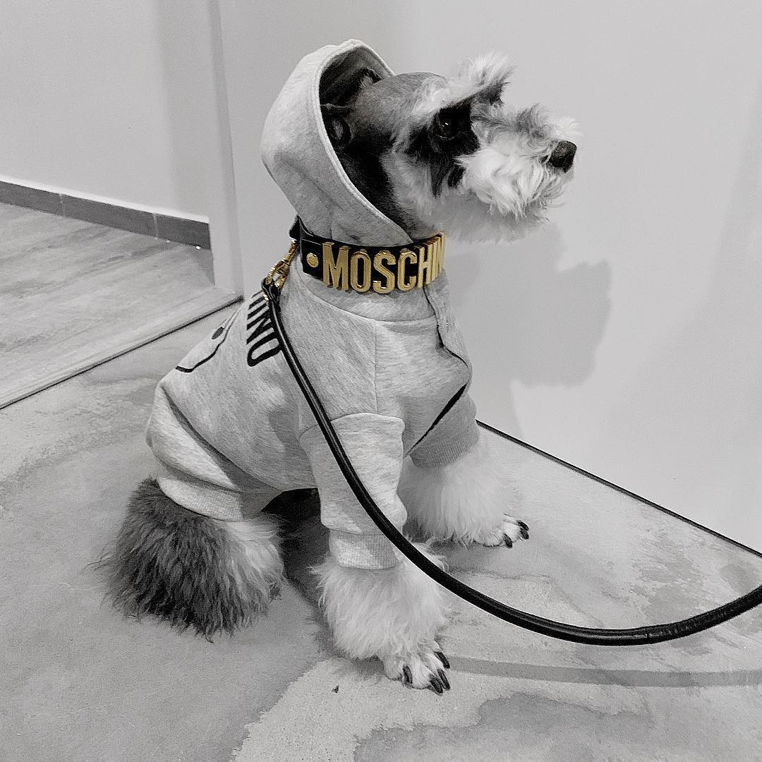 moschino dog