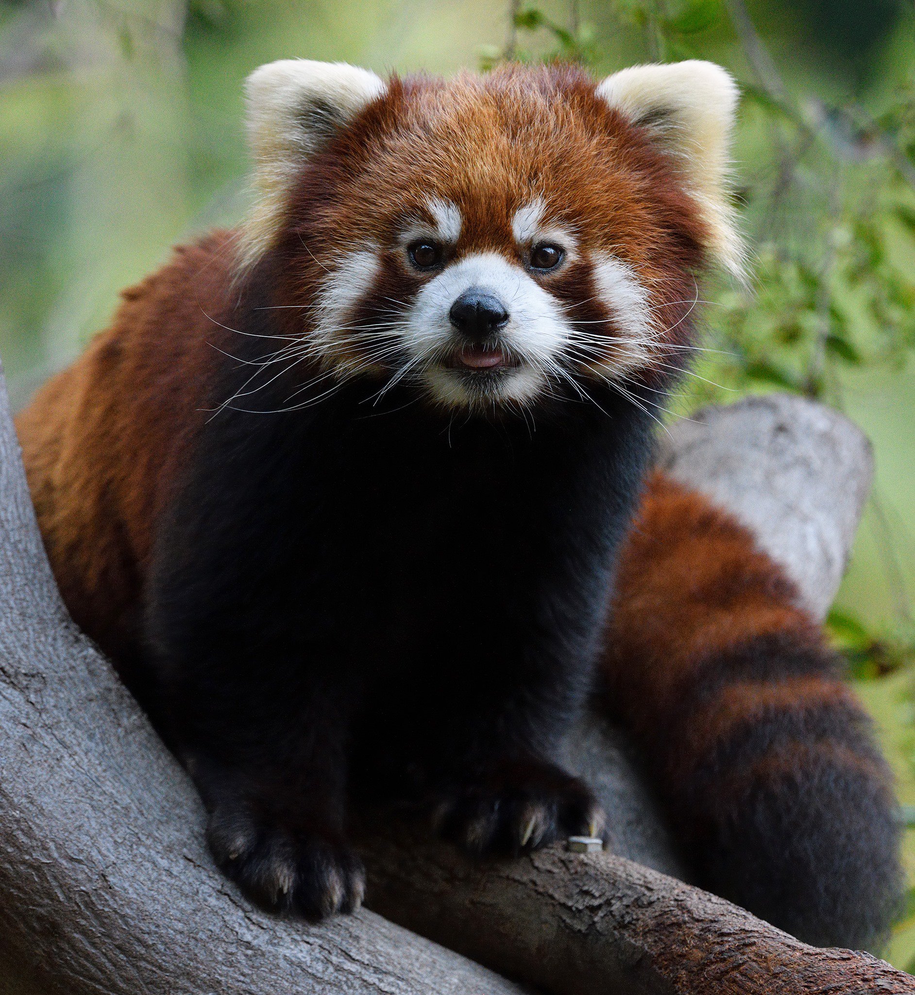 The Panda in Red – San Diego Zoo Wildlife Alliance Stories
