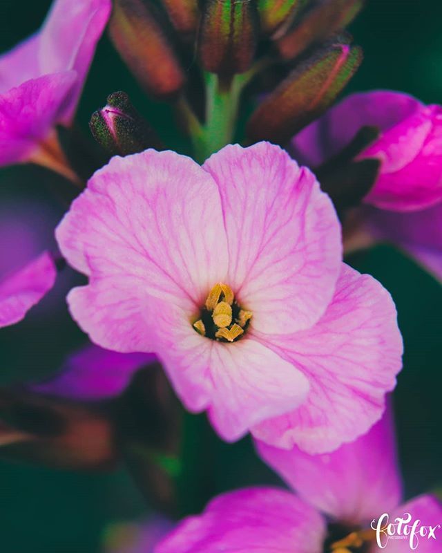 fotofoxnz's tweet photo. Purple details. Wellington Botanic Garden.
.
.
#travelphotography #wellingtonnz #Wellington #NewZealand #NZ #ig_newzealand #wellingtonlive #wellingtoncity #NewZealandwithme #wellington_newzealand #botanicalgardens #macro_freaks #macro_shots #macro_brilli… https://t.co/SodVFSlo6X https://t.co/4V8yv1U3P2