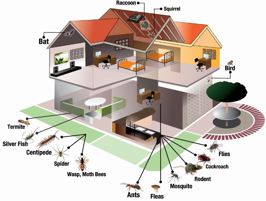 MrBuggs1's tweet photo. The home can house many different pests. Whether ants, roaches, spiders, crickets, termites, rats or mice are pestering you, we hope you’ll count on our experience to control them.
 #MrBuggs #PeskyPestProtection​ #MrBuggsPelham

https://t.co/S3KzwzfVIE https://t.co/MXjkvtq4Jo