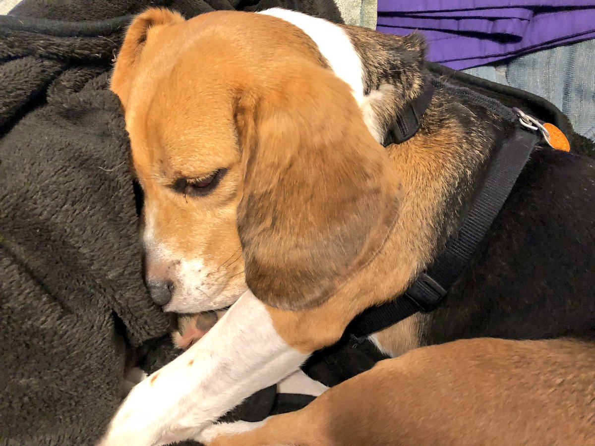 Here are some pics of my dogs if anyone needs a break from #ElectionDay  tweets. #dogsoftwitter #doxador #beagle, image size:1200x900