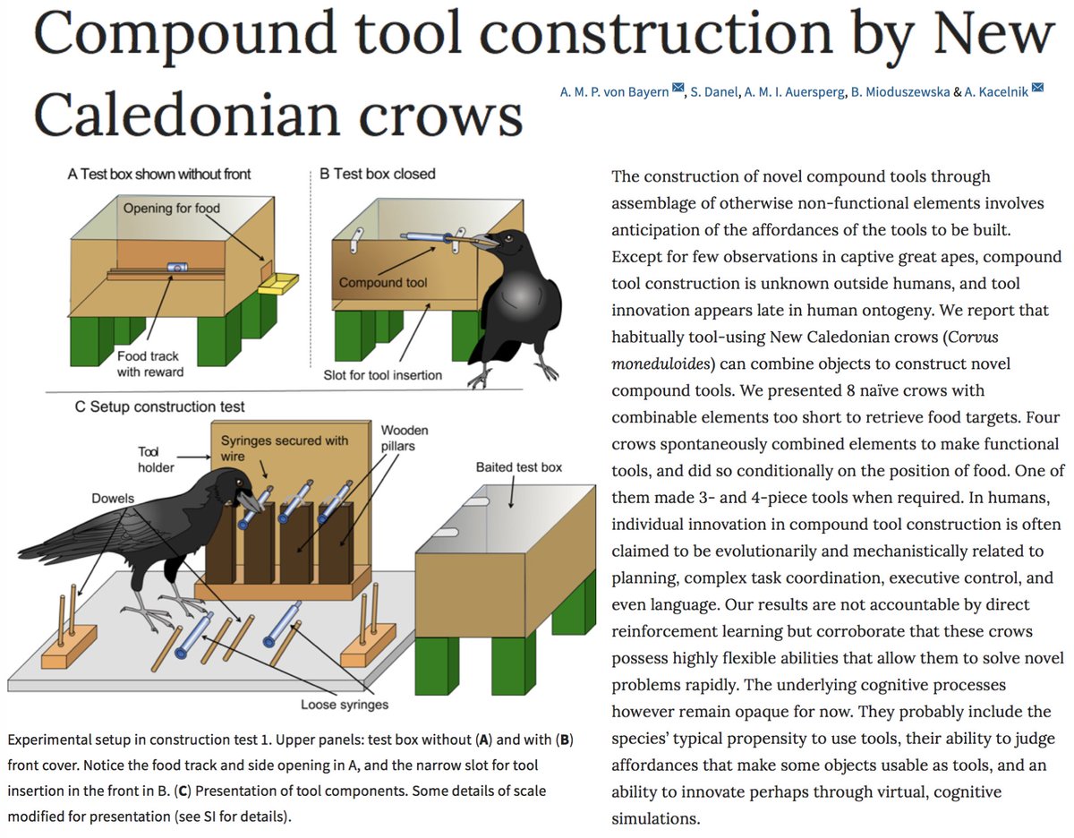 NI, AI &amp; innovation: <a href="/SciReports/">Scientific Reports</a> study finds crows can make novel compound tools frm parts that r nonfunctional. An open q is whether crows invent tools thu frwrd mental simulation or reinforcement learning coupled to luck tinyurl.com/ya2wkcb4 Youtube: tinyurl.com/y8kfym6j