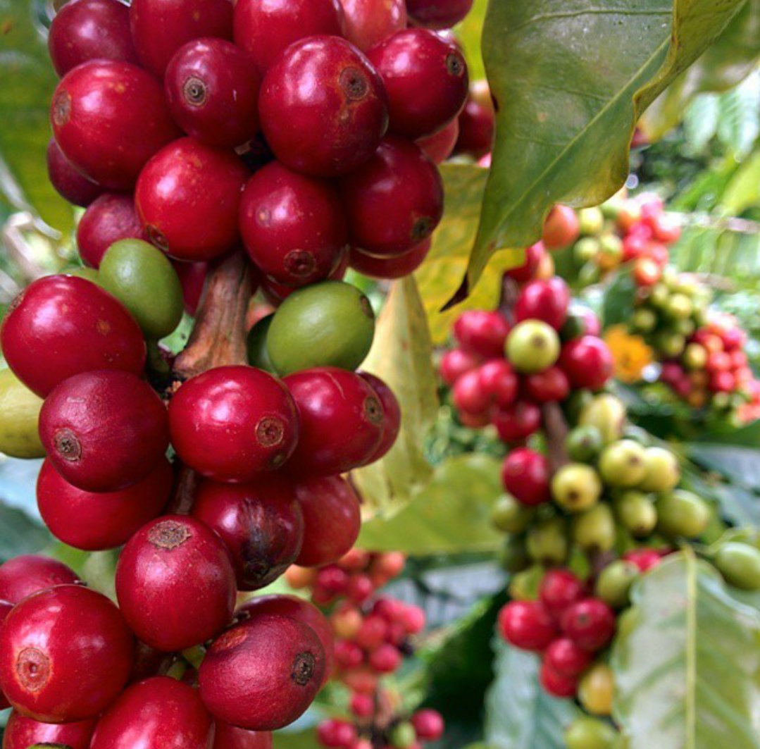 #CoffeeFact: Did you know that coffee is actually a fruit?