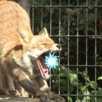 あくびをされるたびに作りたかった…!キツネの伸びあくびで口からビーム!